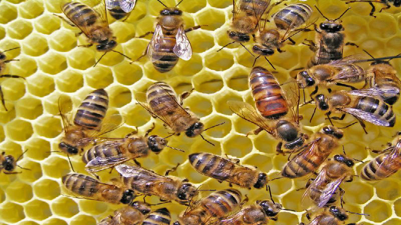What To Do About A Honey Bee Swarm In Reynoldsburg