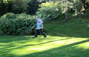 Pest Control in Spokane: Understanding the Flea