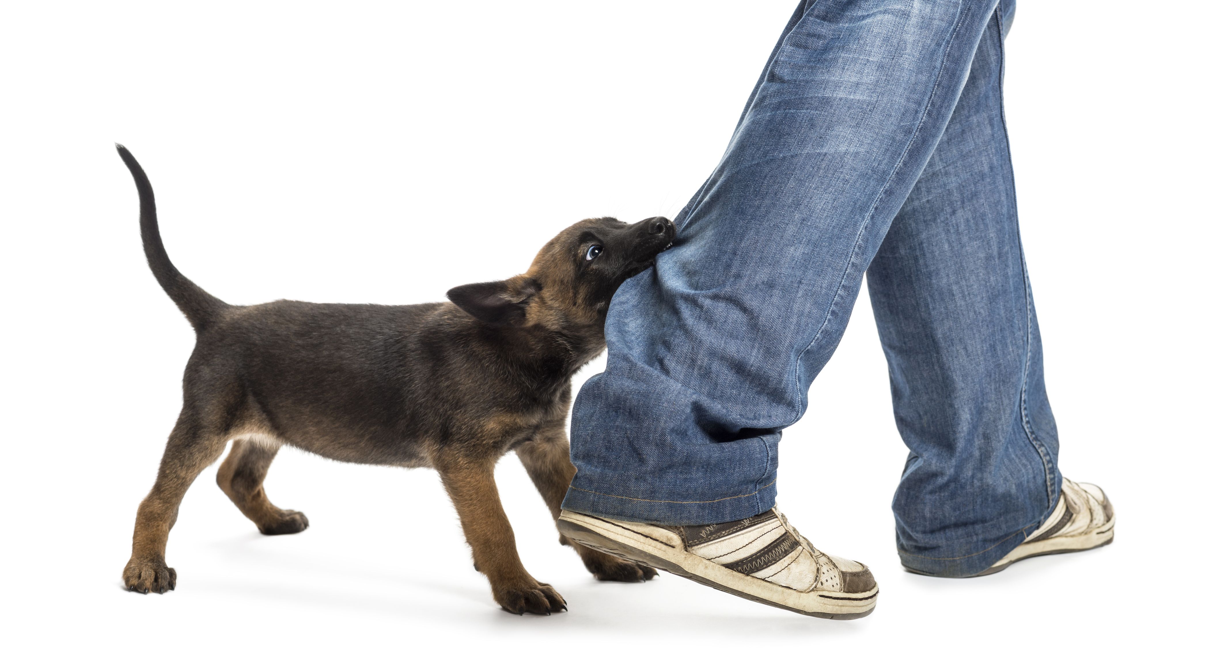 Starting A Dog Attack Case With A Personal Injury Lawyer In Olympia, WA