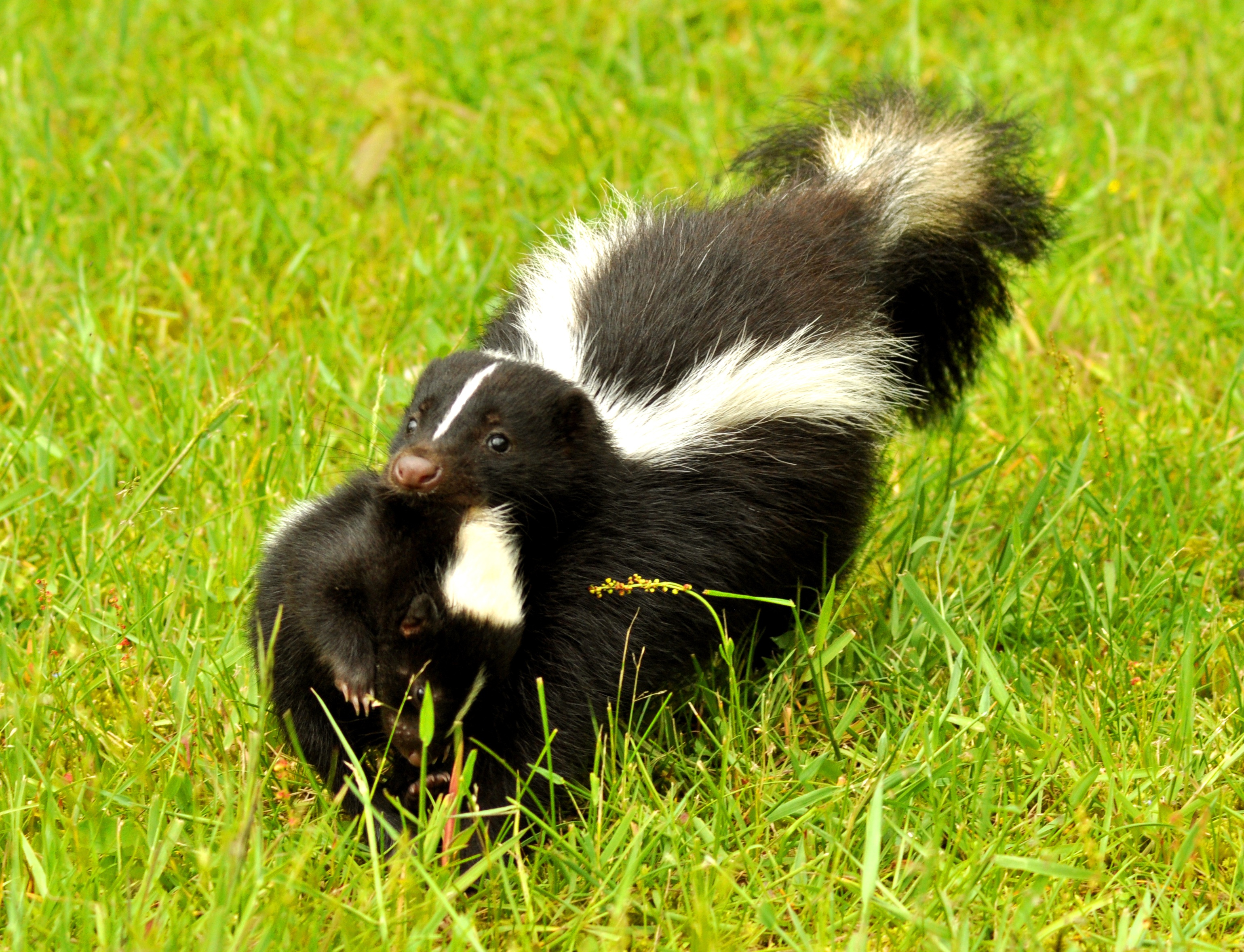 Get Help for Skunk Removal in Reynoldsburg