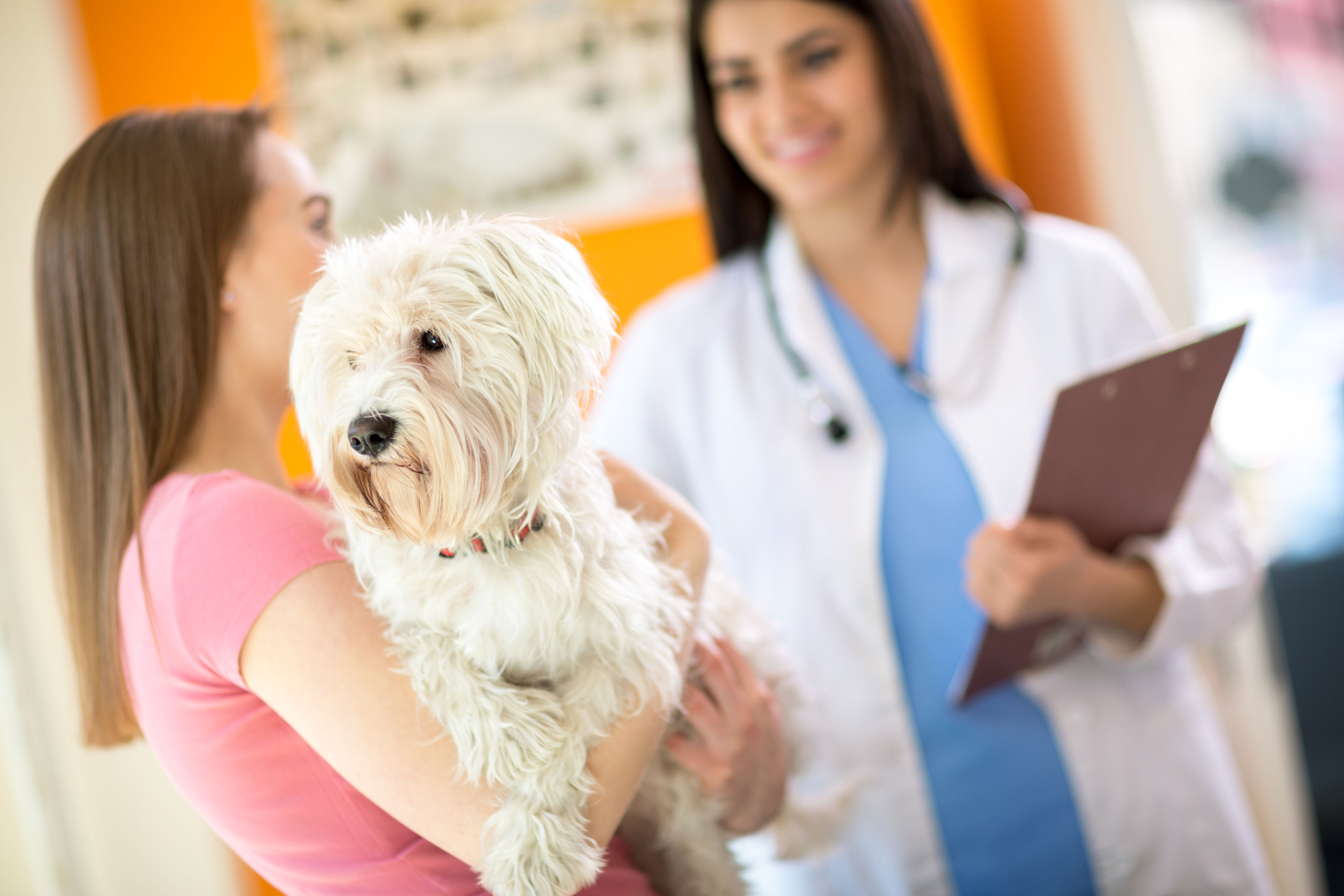What Can A Dog Health Center in Alexandria, VA Offer You?