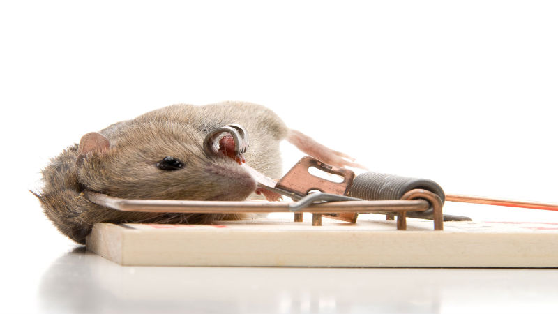 Warning Signs You Need Mice Treatment in Kapolei