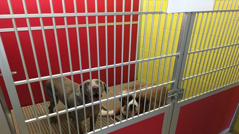 Questions To Ask Pet Sitters in Elkhorn, NE Before Hiring One