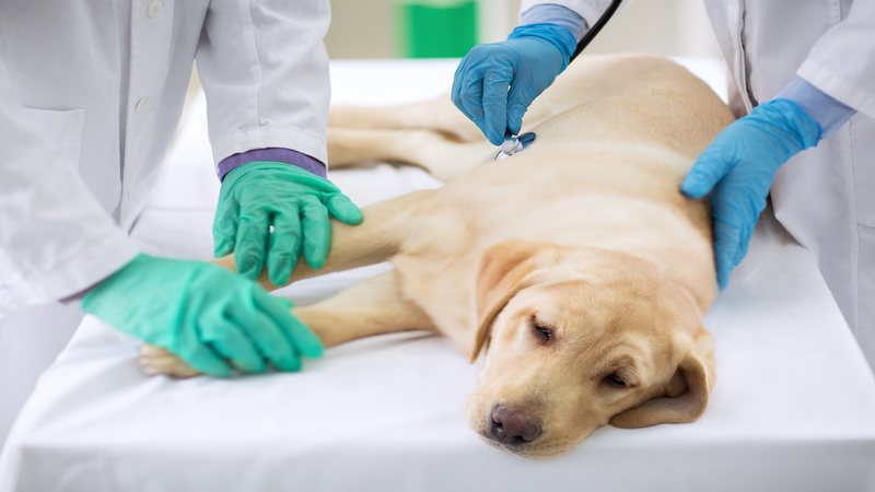 Why Treatments at a Pet Spa in Parkville, MO Are Good for Your Pet