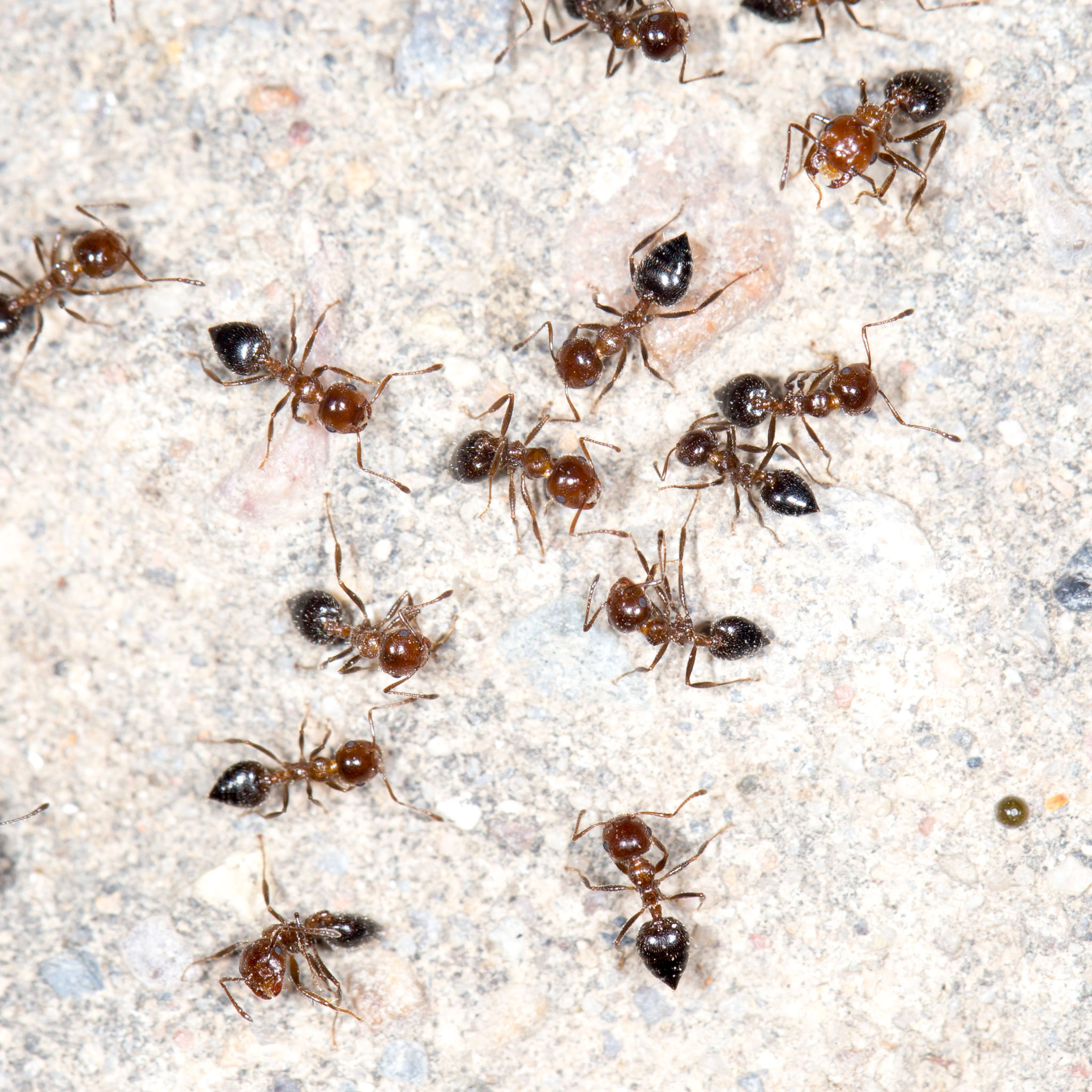 Effective Carpenter Ant Control in Saugus MA Can Save A Home From Damage