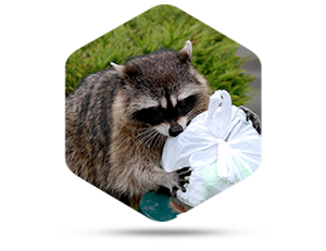 The Do’s and Don’ts of Skunk Removal in Westerville OH