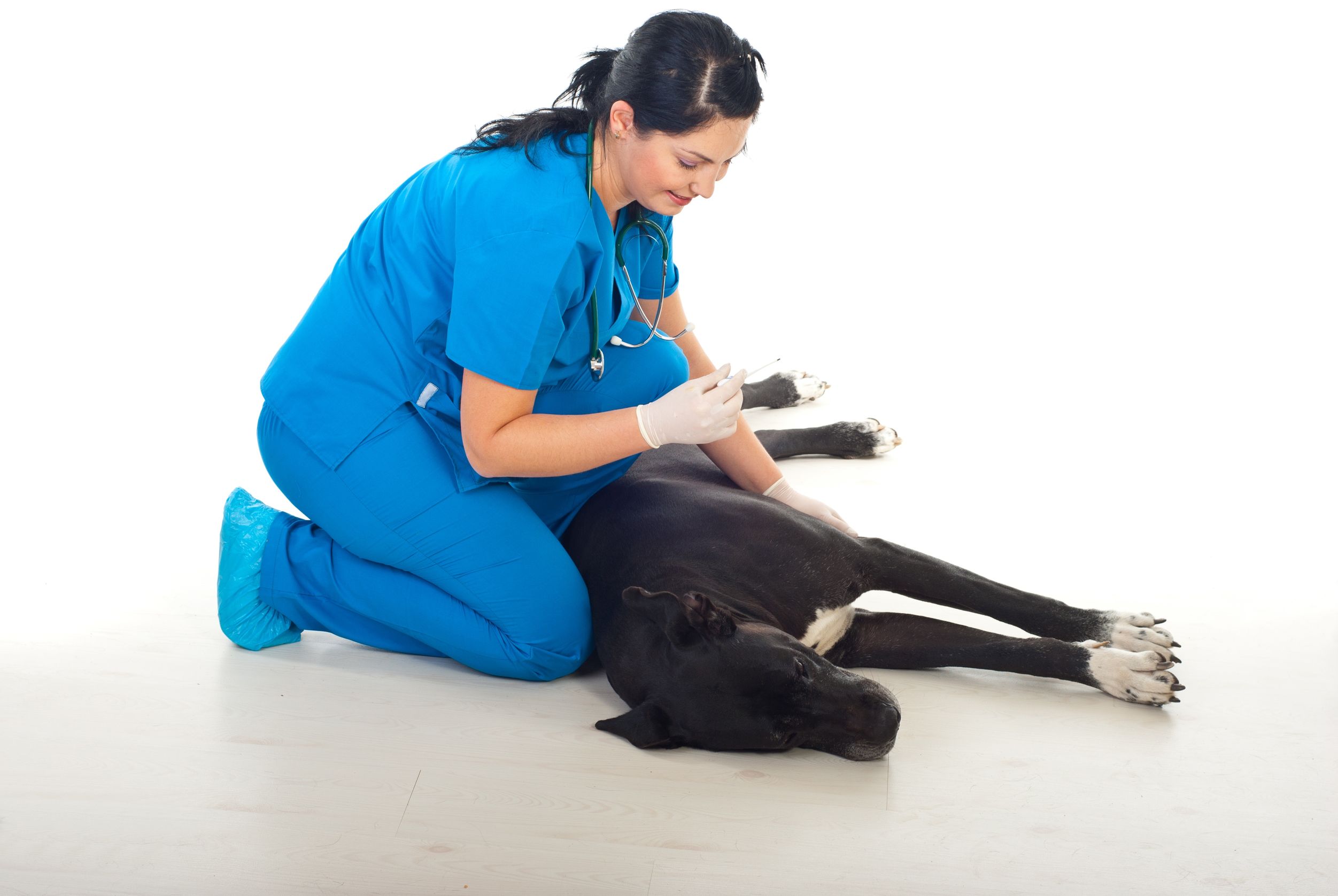 How to Find the Best Veterinary Hospital Service in Bel Air, MD