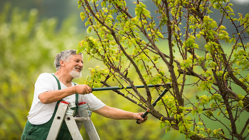 Get Landscape and Tree Service in Arlington to Help Maintain Your Property