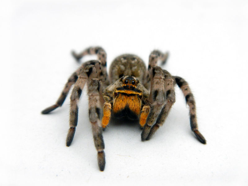 Spiders Are Everywhere: Spider Control In Ankeny IA Can Help