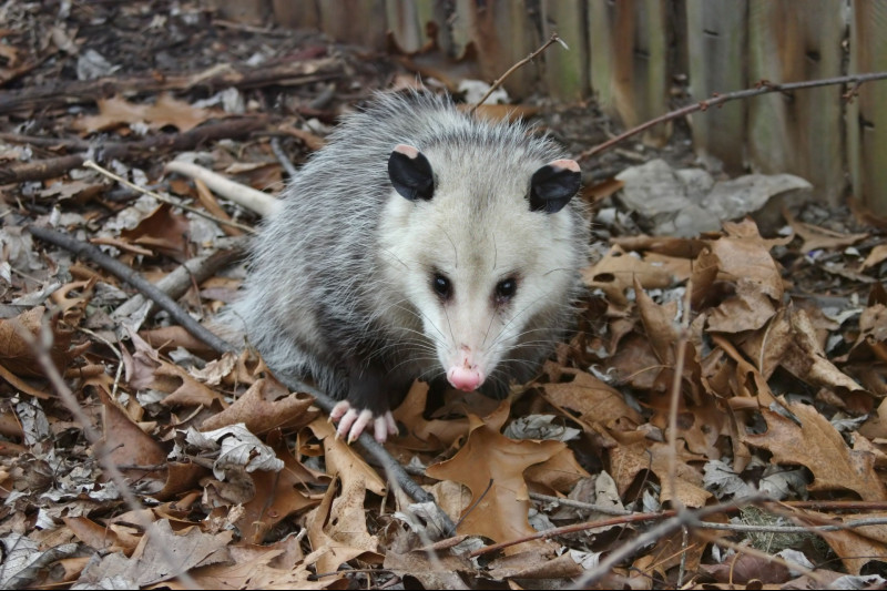 Three Ways to Keep Animals Out of Your Garden in Columbus, OH