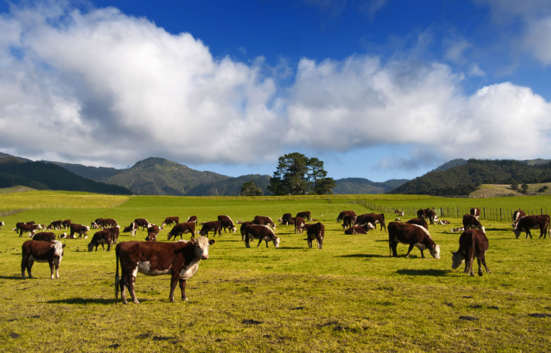 Quality Registered Angus Cattle for Sale for New Herds or Herd Improvement