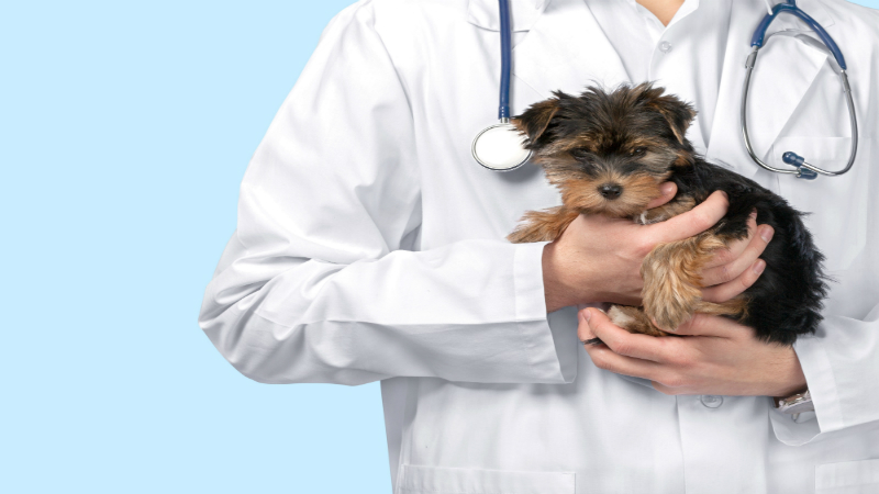 Benefits of Mobile Pet Imaging