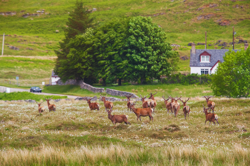 How to Find the Best Pheasant Hunting Lodges for Great Vacations