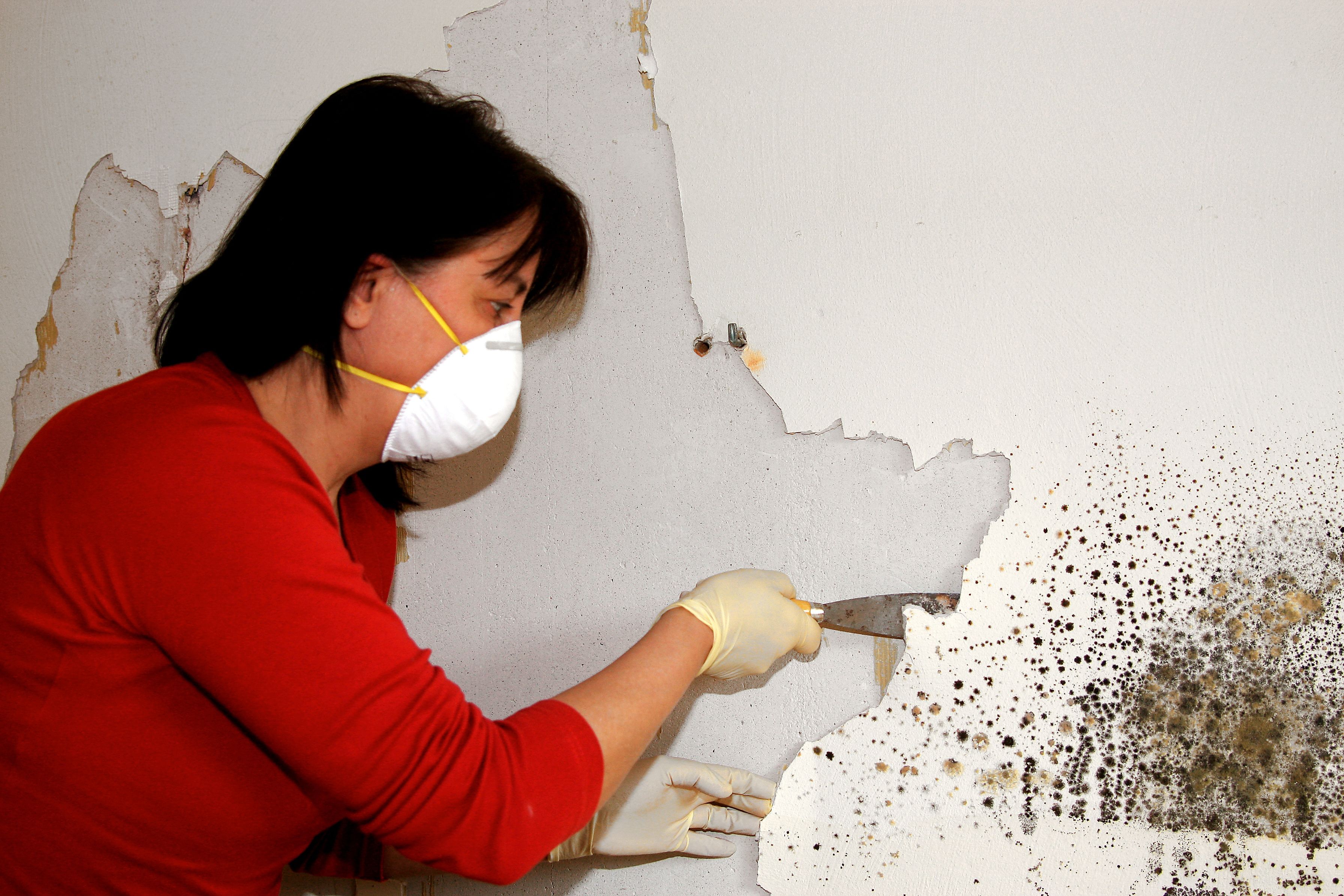 The Importance of Professional Mold Damage Restoration in Alexandria, VA