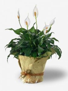 Why Consider Living Condolence Gifts