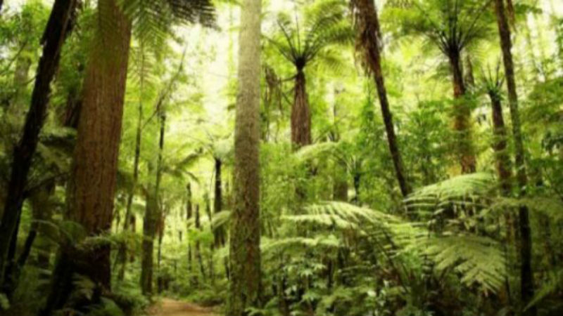 Performing Tree Removal Is Not Always Easy