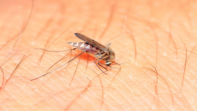 What You Need if You Have a Pest Problem in Greenville, South Carolina