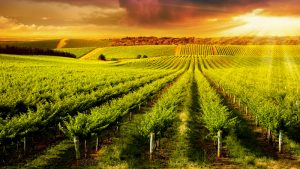 Where to Acquire the Best Crop Production Services in Covington, TN