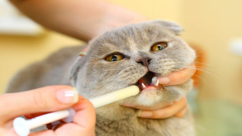 Keeping Your Pet Safe with a Pet Vaccination in Austin