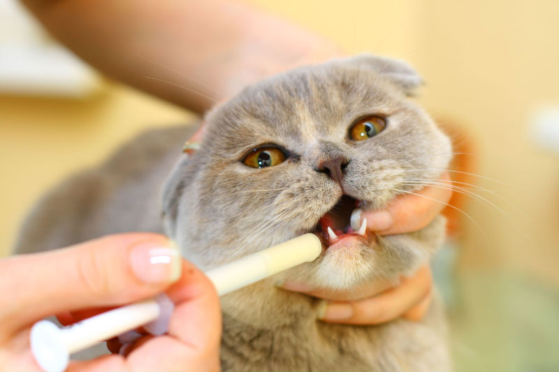 Natural Kelp-based Cat Chews Help to Regulate Oral Feline Ecosystems