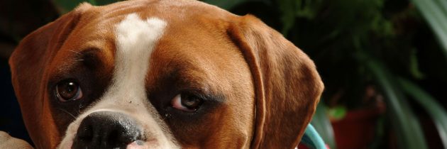 Happy Paws, Happy Home: The Benefits of Dog Box Subscriptions