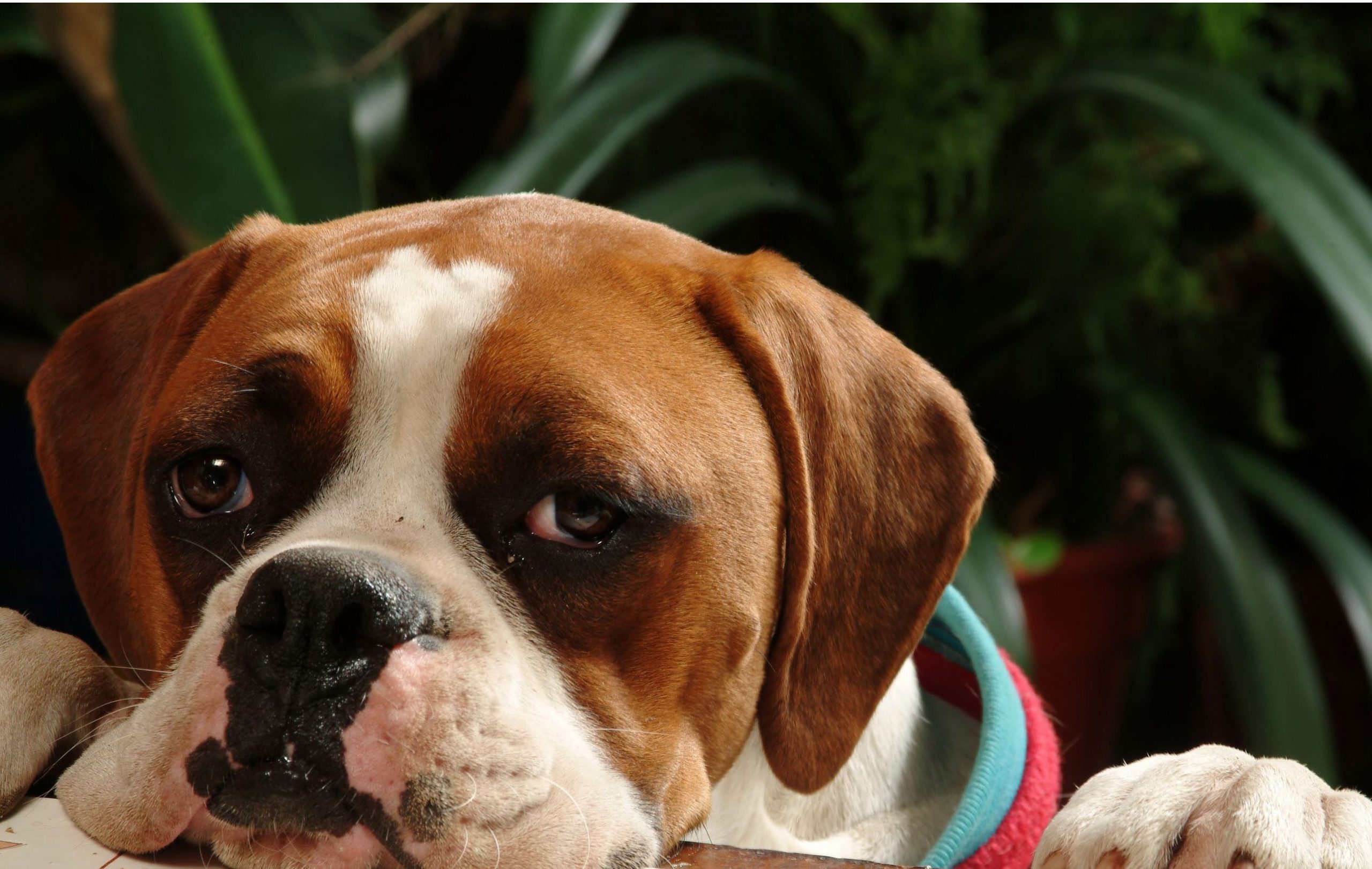 Happy Paws, Happy Home: The Benefits of Dog Box Subscriptions