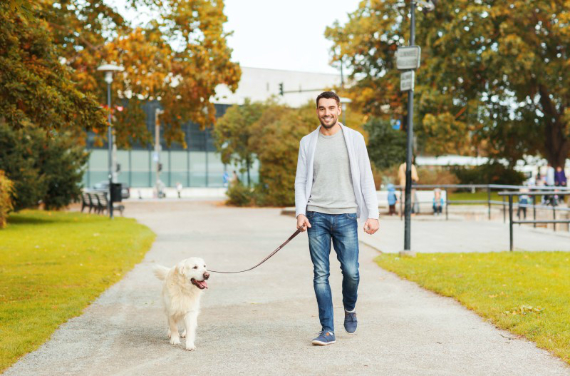 Appreciating the Role a Dog Walker in New York Fulfills for Clients