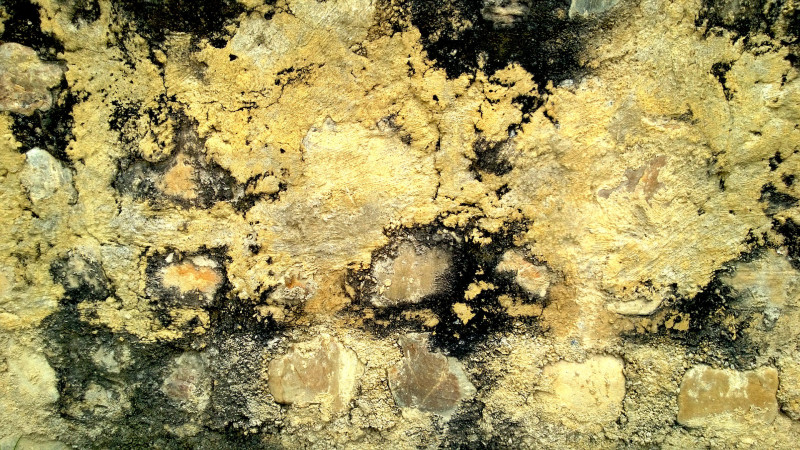 What to Know about Mold Removal in San Antonio