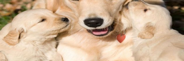 Benefits of Dog Boarding Facilities in Denver