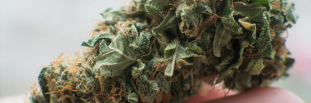 What to Look for in a Marijuana Dispensary in Lake Elsinore
