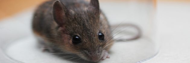 Say Goodbye to Rodent Infestations With These Early Detection Tips