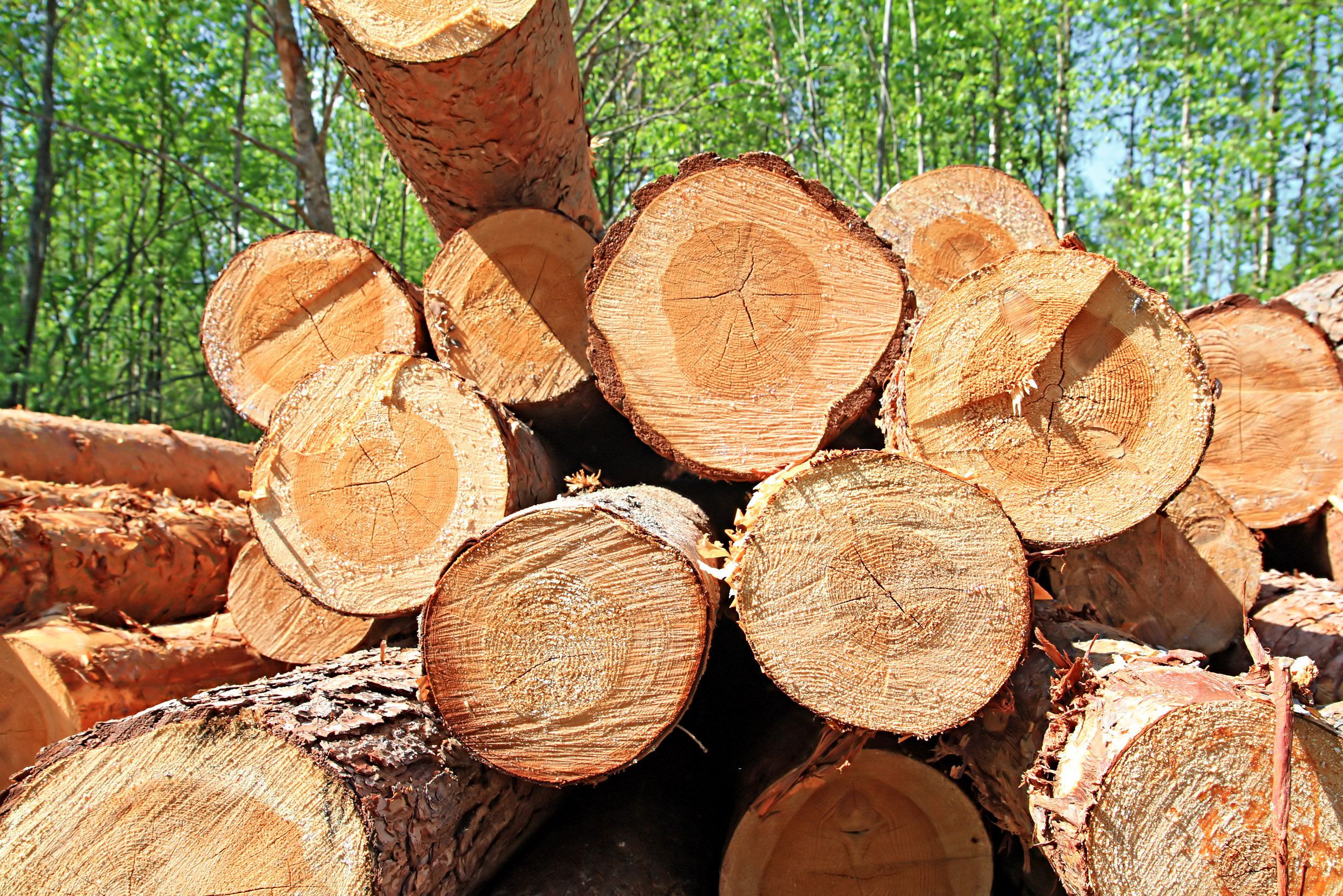 Why Quality Firewood in Skokie, IL, is a Wise Investment