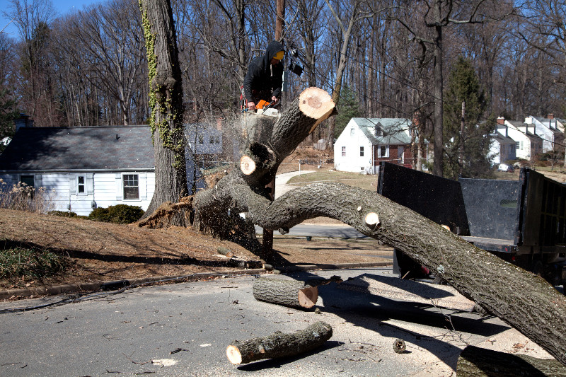 Hire a Reputable Tree Cutting Service in Smyrna, GA, Today