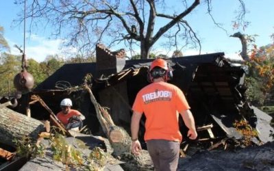 Valuable Tips on Tree Maintenance in Smyrna, GA