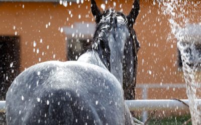 Rethinking How to Keep Horses Clean in the US, Canada, and Beyond