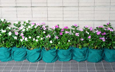 Explore Plans from the Best Plant Nursery in Pensacola