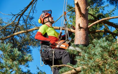 The Need for Professional Tree Removal Companies in Griffin, GA