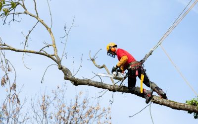 How debris removal in Ponte Vedra supports community and environment