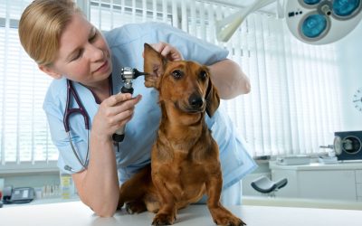 Contact The Most Trusted Local Business That Offers Dog Kenneling in Denver