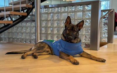 Enhance Home Security with Fully Trained Guard Dogs for Sale