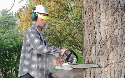 Enhance And Protect Your Property With Expert Tree Care From a Tree Service Company in Springfield, IL