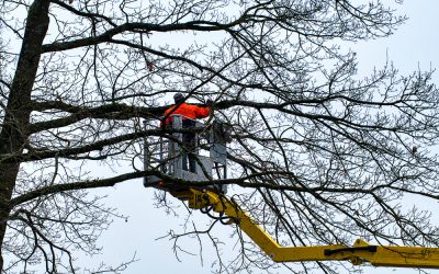 Tree Stump Service Columbus, OH: Expert Removal for a Pristine Lawn