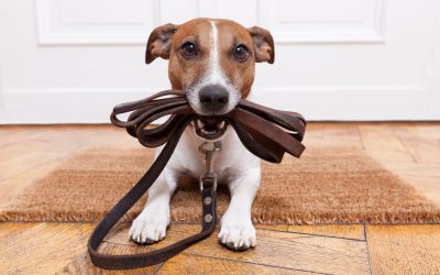 Keep Your Yard Clean and Green with Pet Waste Removal in Aurora, CO, for Healthier Living