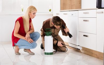 Protect Your Home from Infestations with Expert Pest Control Auckland Solutions