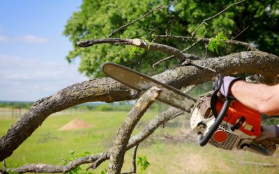 Prevent Property Damage Easily With Reliable Tree Trimming Mishawaka In Solutions