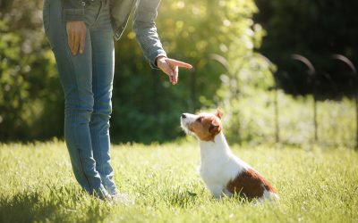 Pet Waste Removal and Its Impact on Local Ecosystems