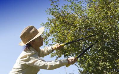 Residential Tree Care Services Expert Tips for Healthier Home Landscapes