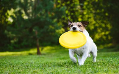 Make every walk enjoyable thanks to a private dog trainer Orange County CA