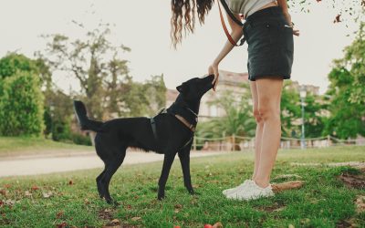Real Solutions From a Dog Training Program in Apple Valley MN for Stubborn Behaviors