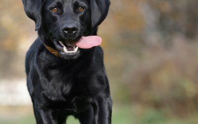 How Chinese Medicine For Dogs Offers Natural Relief For Chronic Pain And Inflammation